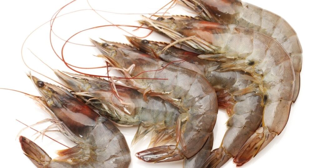 外觀是蝦的新鮮指標