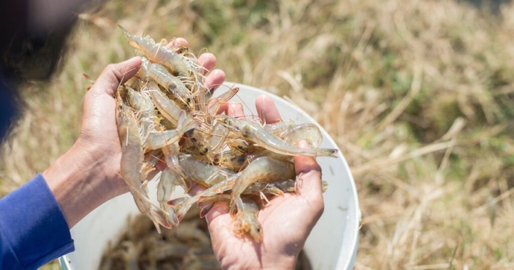如何判斷好養殖蝦