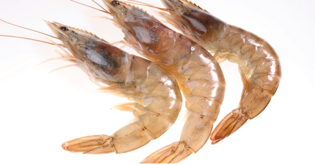 檢查要點一：蝦頭狀態