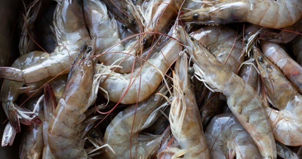 活蝦的優勢與限制
