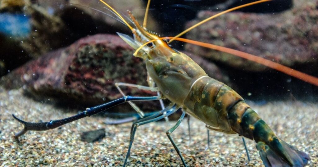 知識三：帶殼蝦、去殼蝦的保存與退冰方式