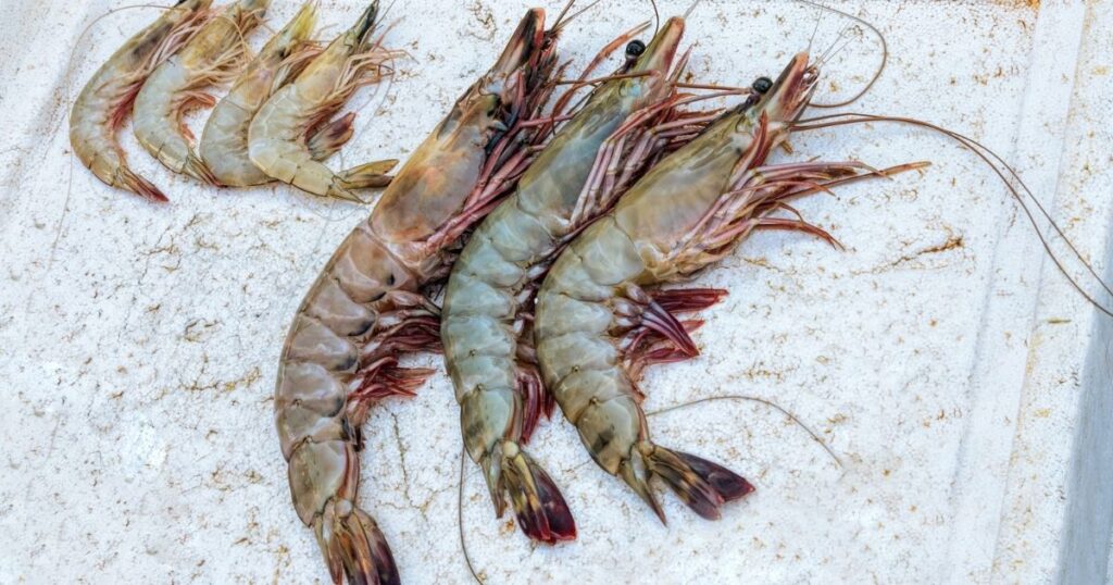 蝦子規格 size 解碼：你該知道的數字含義