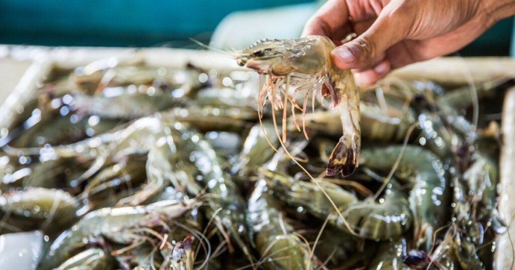 蝦的產地認證與標章怎麼看？為什麼產地認證這麼重要？